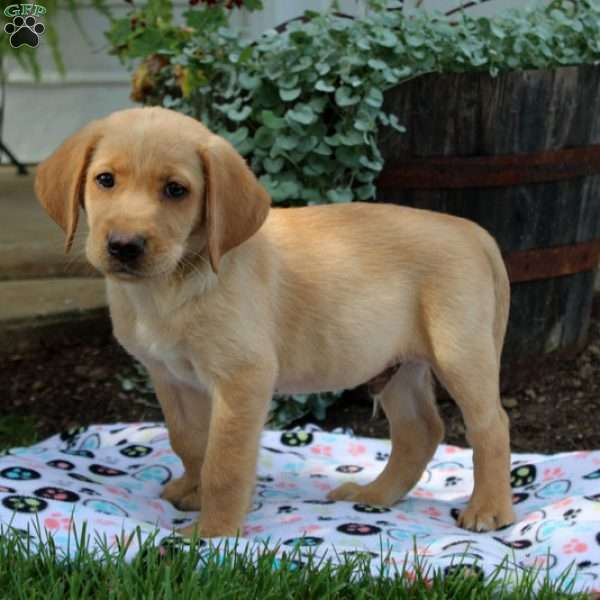 Cayde, Yellow Labrador Retriever Puppy