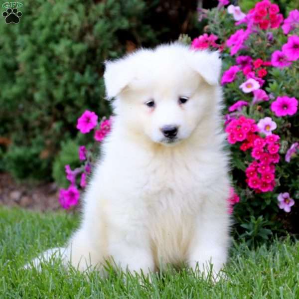 Cayson, Samoyed Puppy