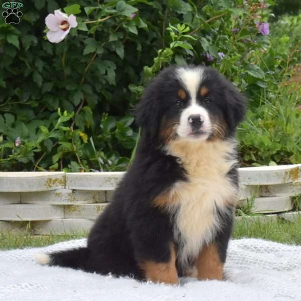 Bernese 2024 bouvier mix