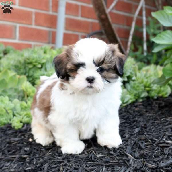 Chase, Shih Tzu Puppy