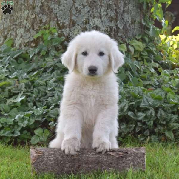 Chewy, Great Pyrenees Puppy