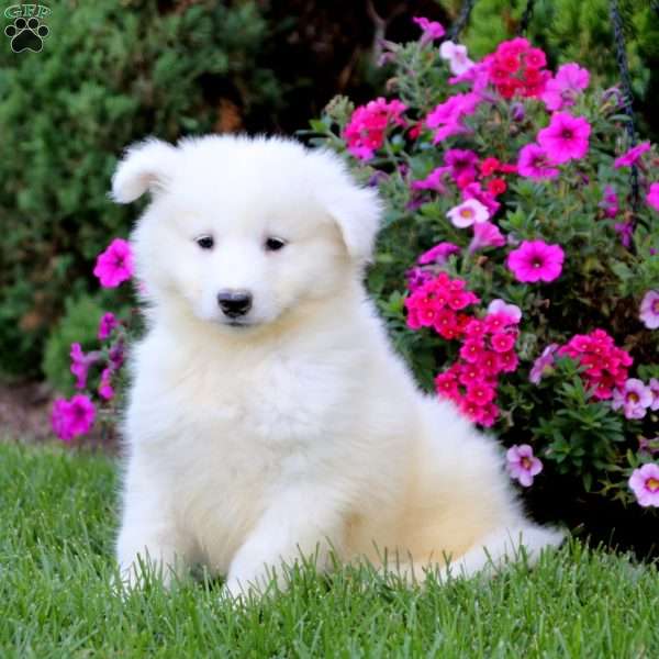 Chico, Samoyed Puppy