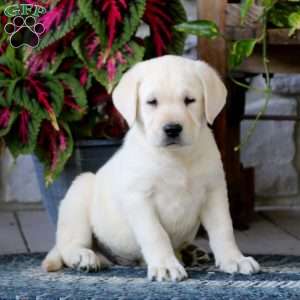 Yellow Labrador Retriever Puppies For Sale | Greenfield Puppies