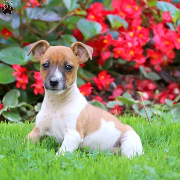 Chocolate - Jack Russell Mix Puppy For Sale in Pennsylvania