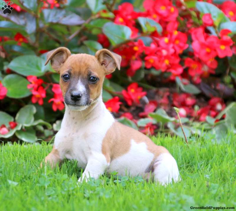 Chocolate Jack Russell Mix Puppy For Sale in Pennsylvania