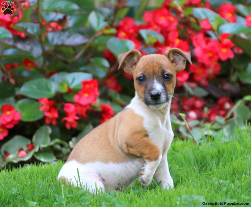 Chocolate Jack Russell Mix Puppy For Sale in Pennsylvania