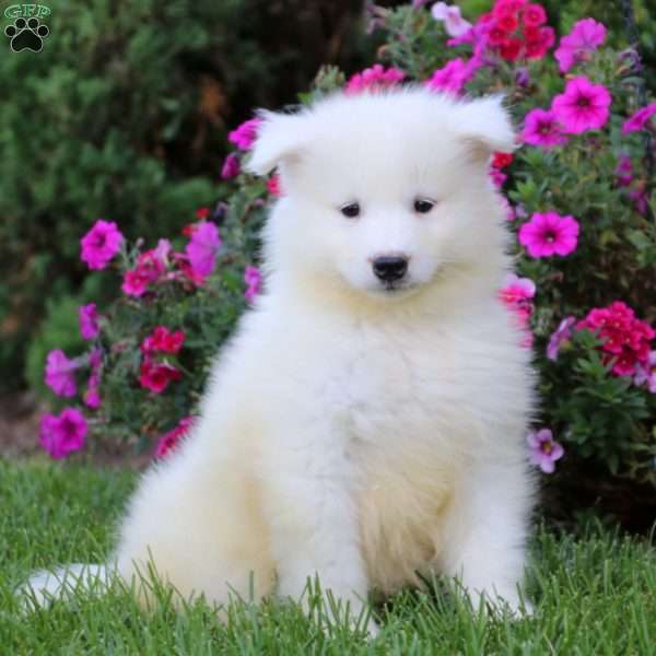 Cody, Samoyed Puppy
