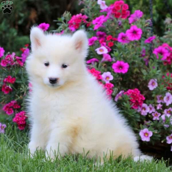 Colton, Samoyed Puppy