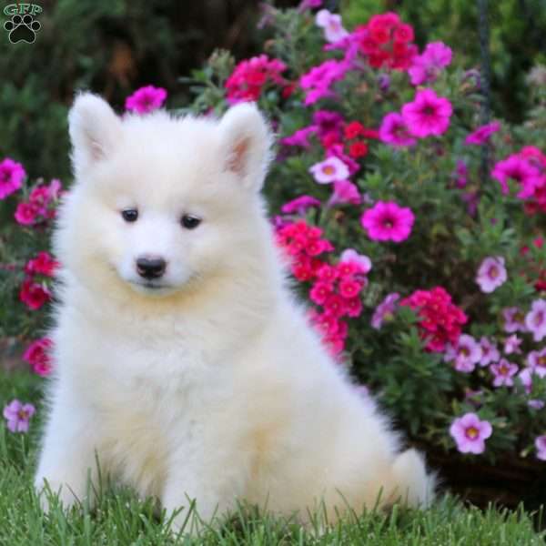 Crissy, Samoyed Puppy