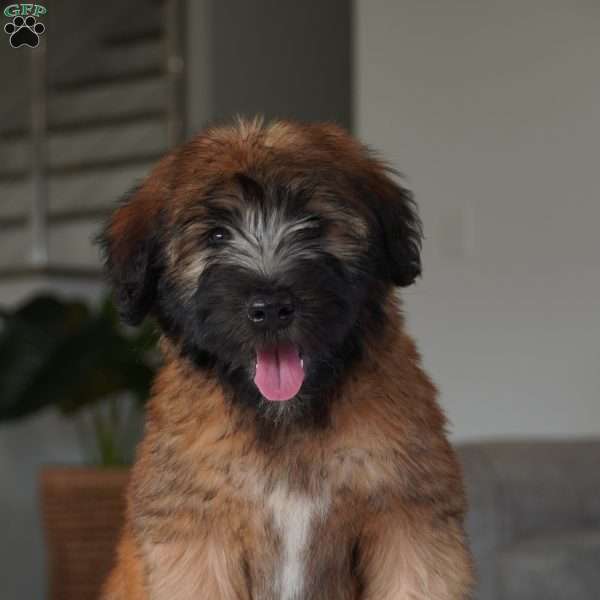 Seth, Soft Coated Wheaten Terrier Puppy