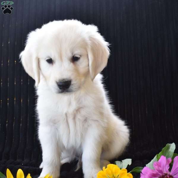 Bo, English Cream Golden Retriever Puppy