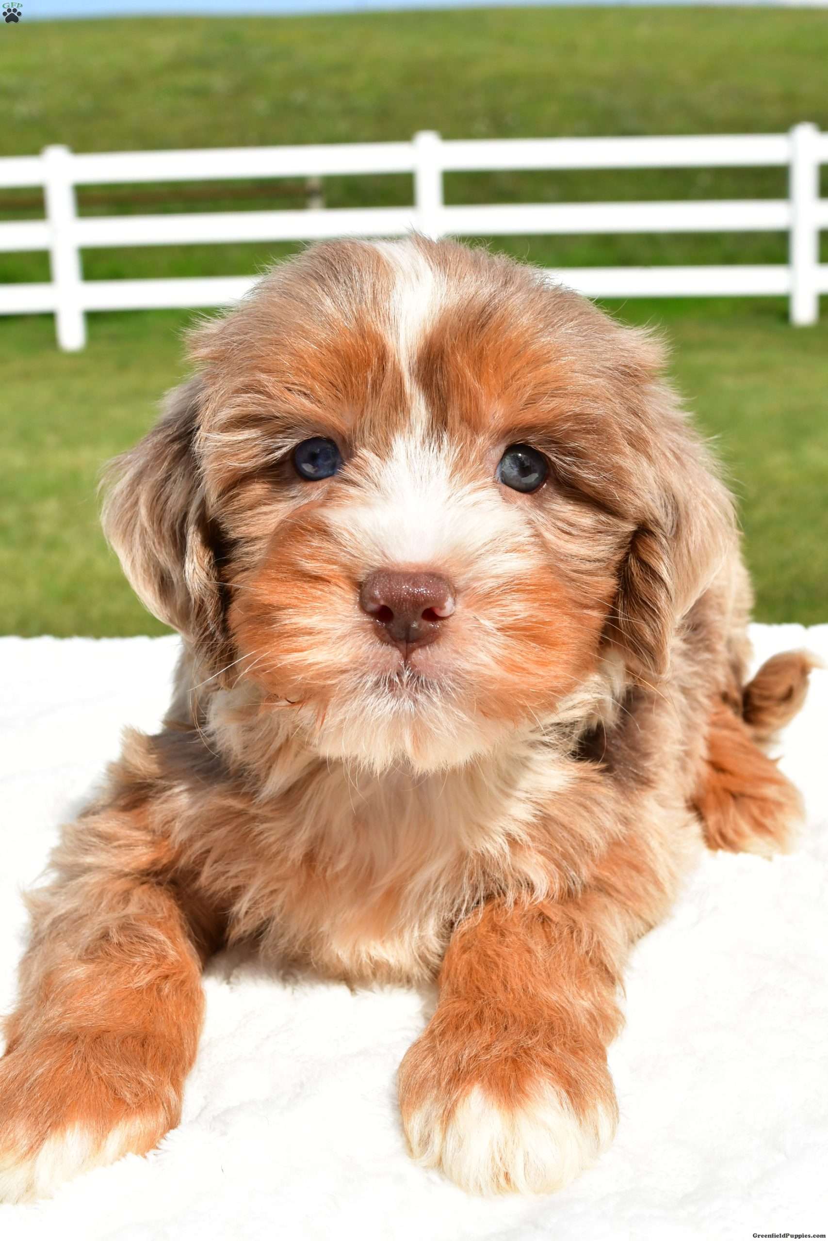 Jade Australian Mountain Doodle Puppy For Sale in Ohio