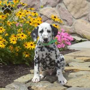 Dalmatian Puppies For Sale - Greenfield Puppies