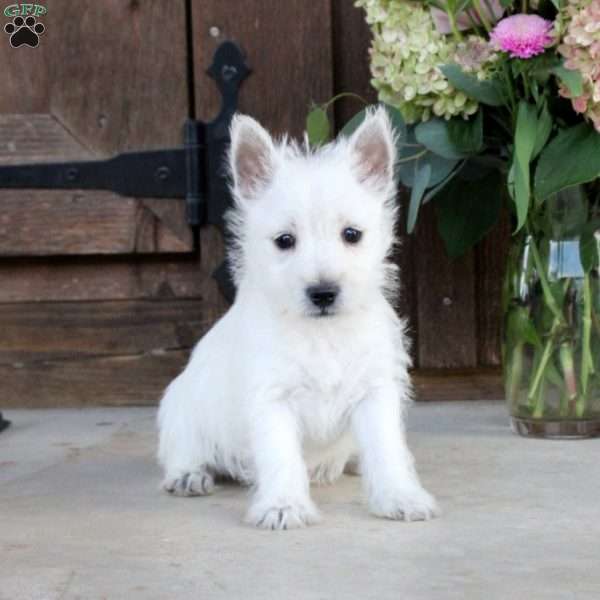 Darcie, West Highland Terrier Puppy