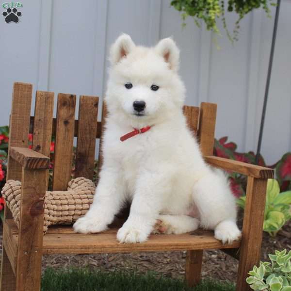 Darla, Samoyed Puppy