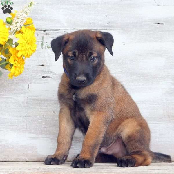 Dexter, Belgian Malinois Puppy