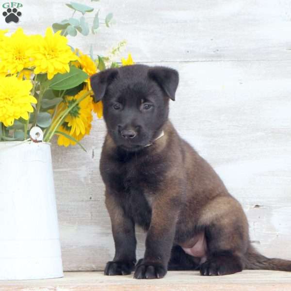 Dixie, Belgian Malinois Puppy