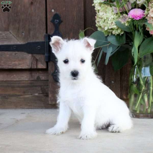 Dolly, West Highland Terrier Puppy