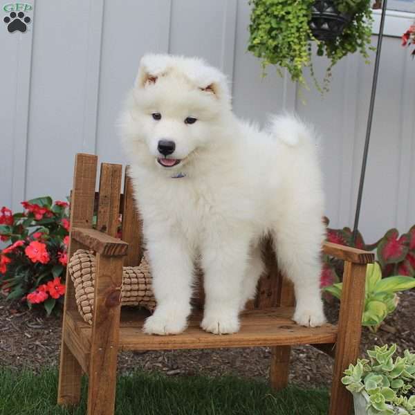 Duke, Samoyed Puppy