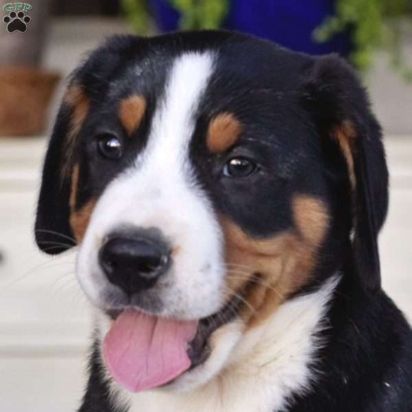 Hector, Greater Swiss Mountain Dog Puppy