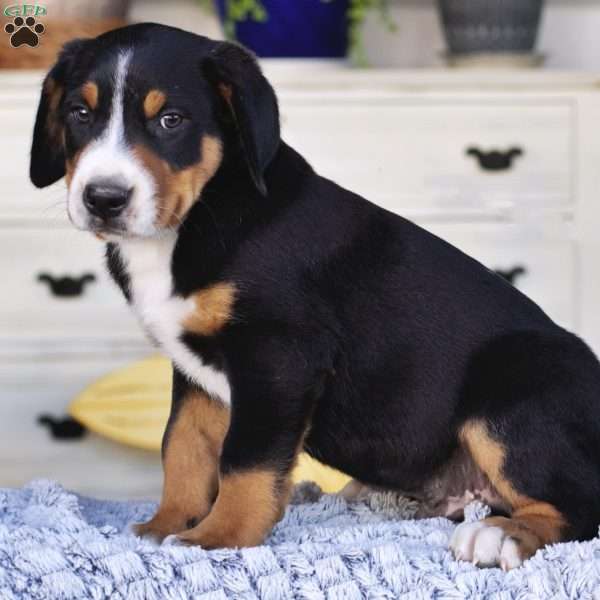 Henry, Greater Swiss Mountain Dog Puppy