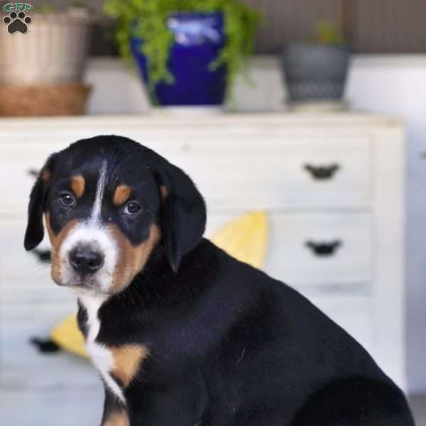 Hailey, Greater Swiss Mountain Dog Puppy