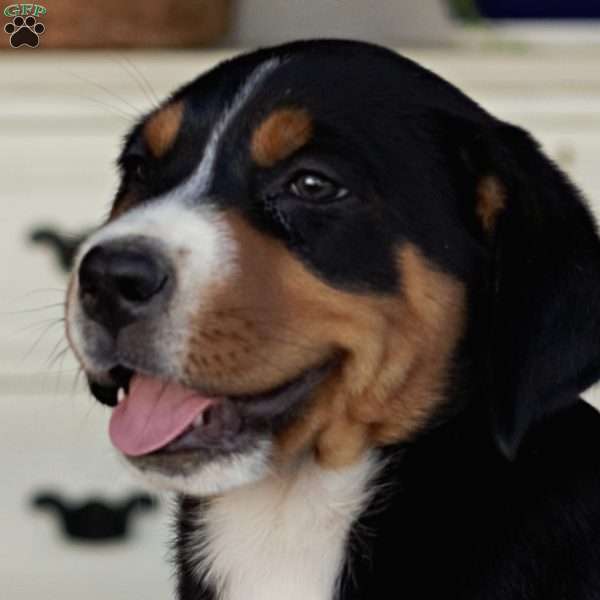 Hershey, Greater Swiss Mountain Dog Puppy