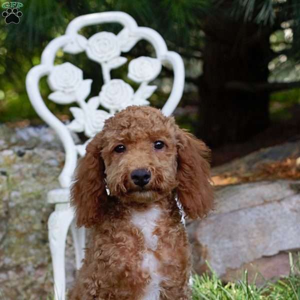 Pearl, Mini Whoodle Puppy