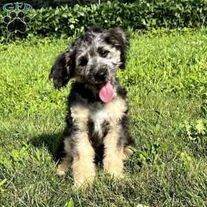 Saint Berdoodle Yankee Doodle Puppies.  Doodle dog breeds, Puppies, Poodle  puppy