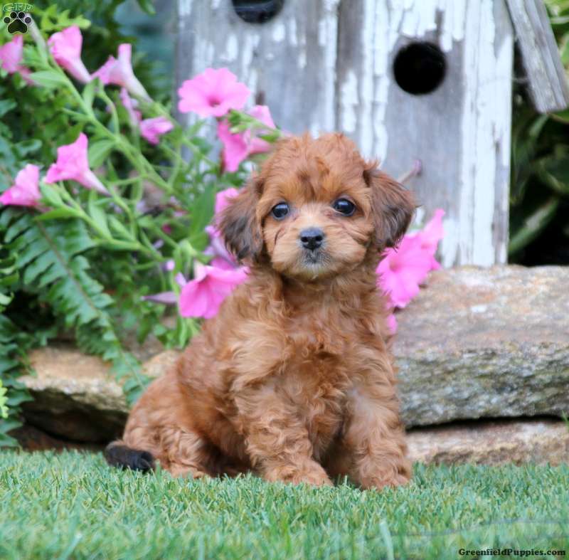 Cavapoo Cavoodle Cockerpoo Puppy Designer Dog Poodle Mix Backpack