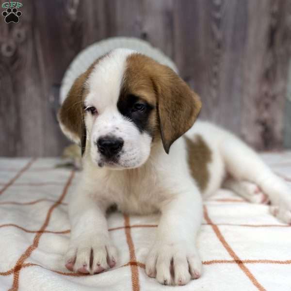 Lucy, Saint Bernard Puppy