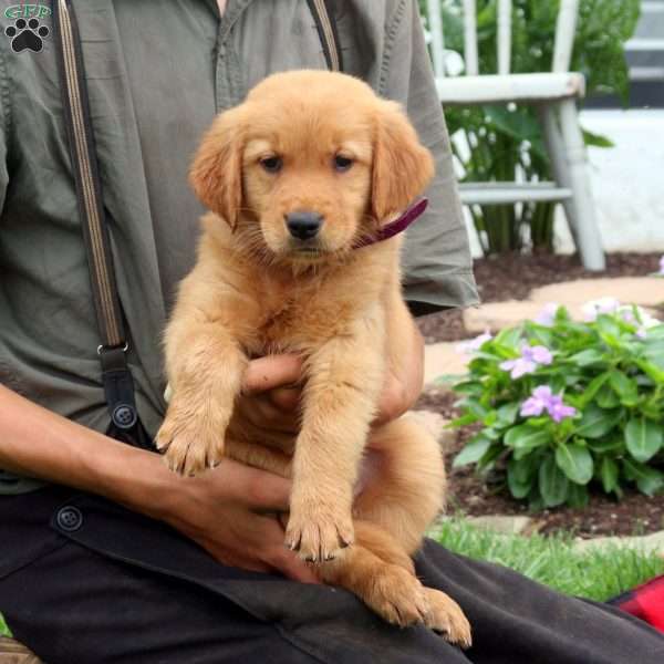 Felicity, Golden Retriever Puppy