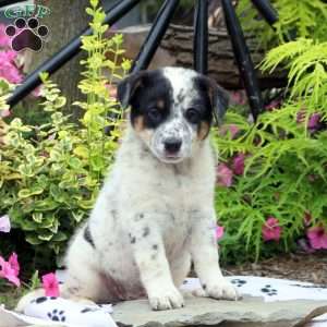 Blue Heeler Puppies For Sale - Greenfield Puppies