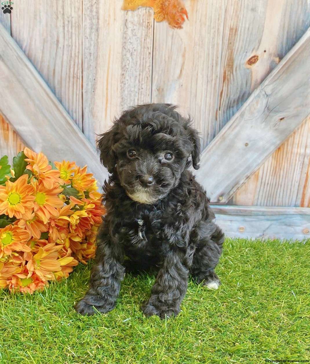 Dallas Toy Poodle Puppy For Sale in Pennsylvania