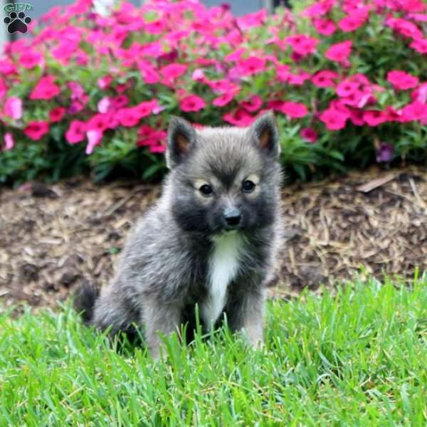 Fiona, Pomsky Puppy