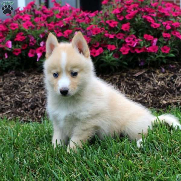 George, Pomsky Puppy