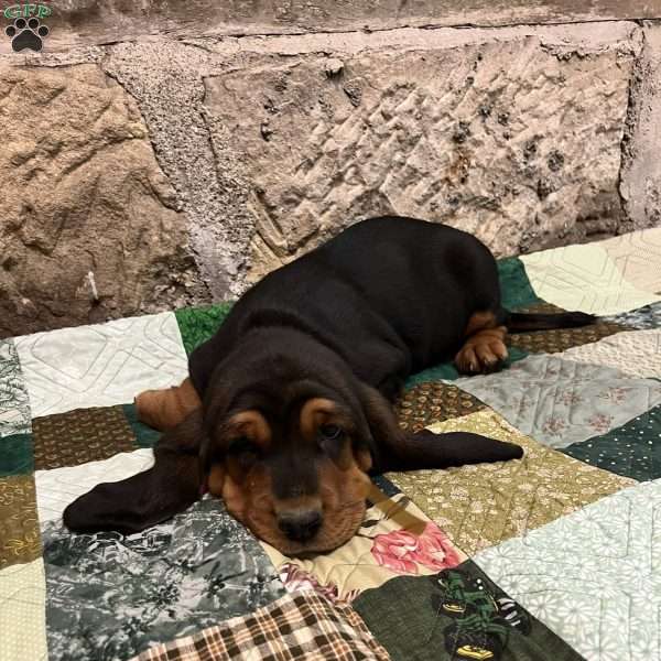 George, Basset Hound Puppy