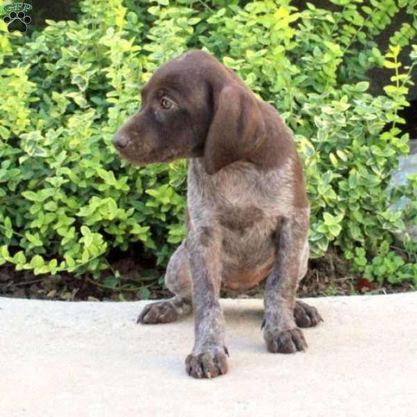 Giselle, German Shorthaired Pointer Puppy
