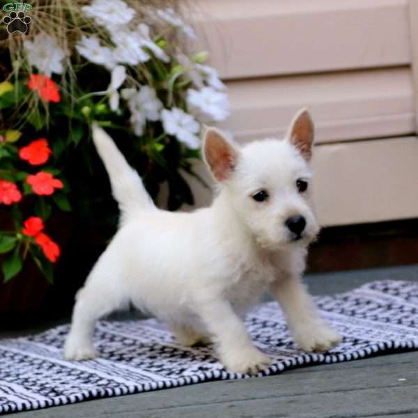 Gracie, West Highland Terrier Puppy