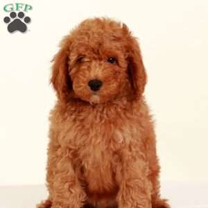 Samuel King - Dog Breeder - Greenfield Puppies