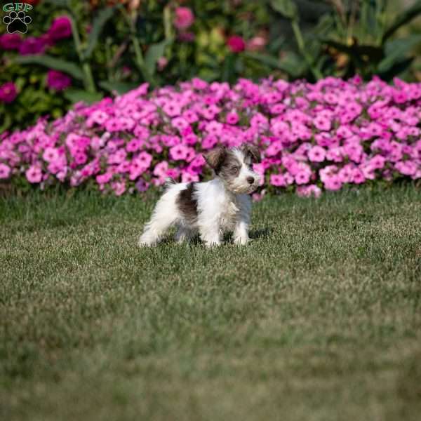 Ricky, Miniature Schnauzer Puppy