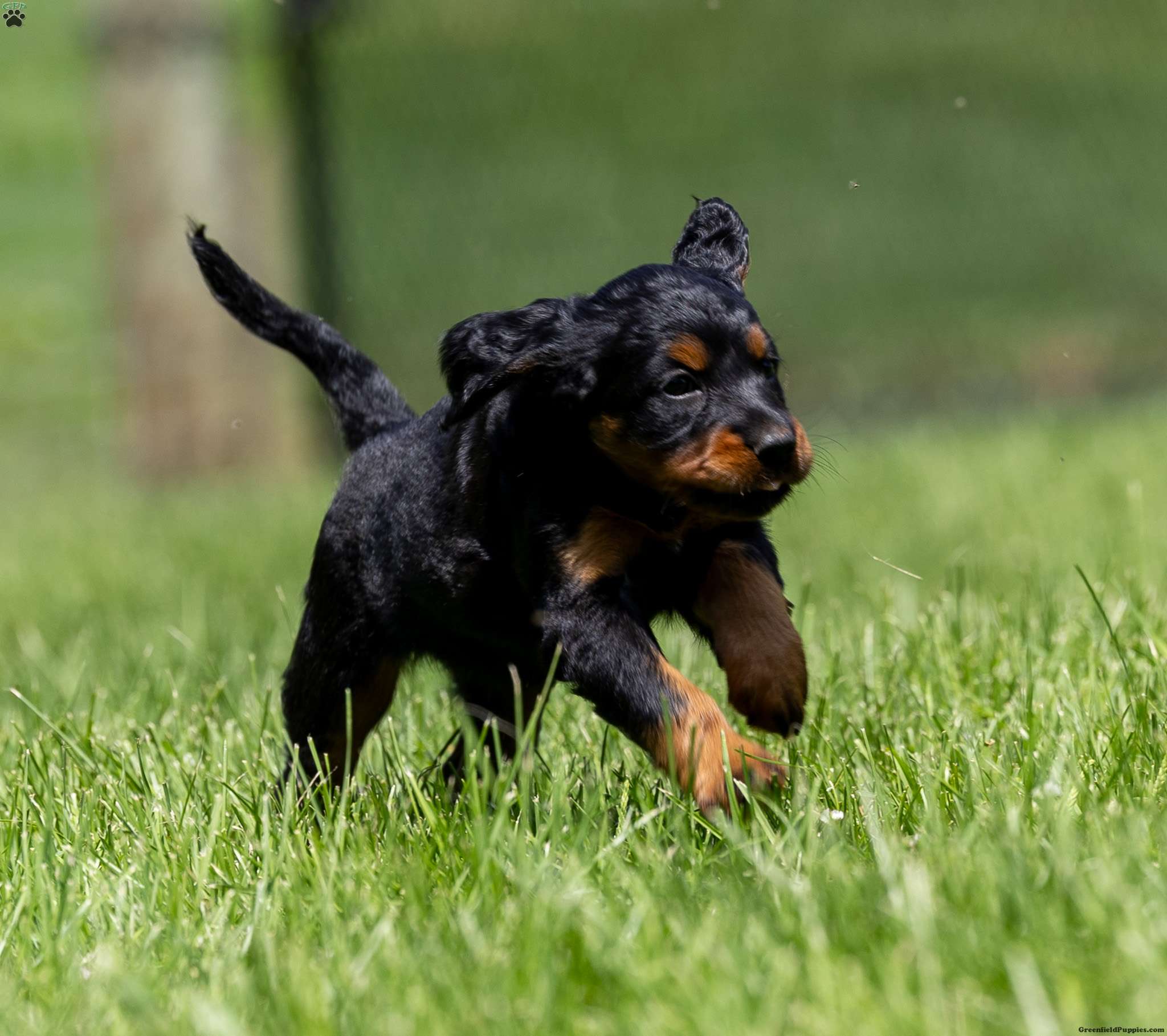 Mallory - Gordon Setter Mix Puppy For Sale in Pennsylvania