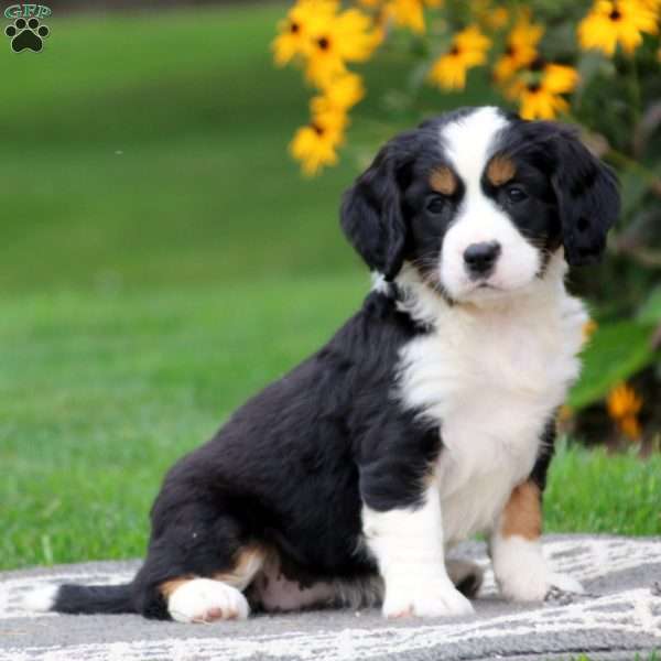 Hailey, Miniature Bernese Mountain Dog Puppy
