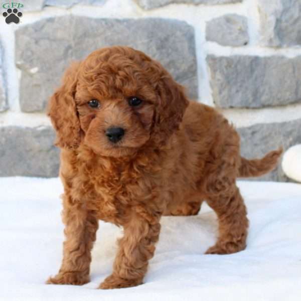Hal, Cavapoo Puppy