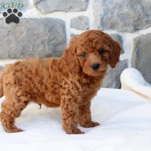 Hal, Cavapoo Puppy