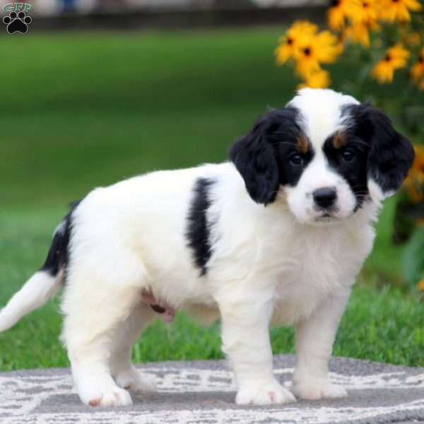 Harrison, Miniature Bernese Mountain Dog Puppy