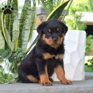 Rottweiler Puppies For Sale - Greenfield Puppies