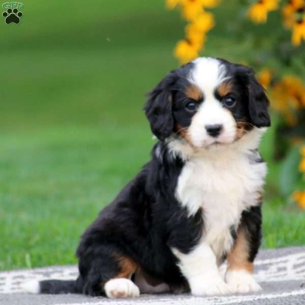 Hoskins, Miniature Bernese Mountain Dog Puppy
