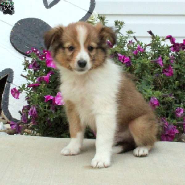 Hugo, Sheltie Mix Puppy