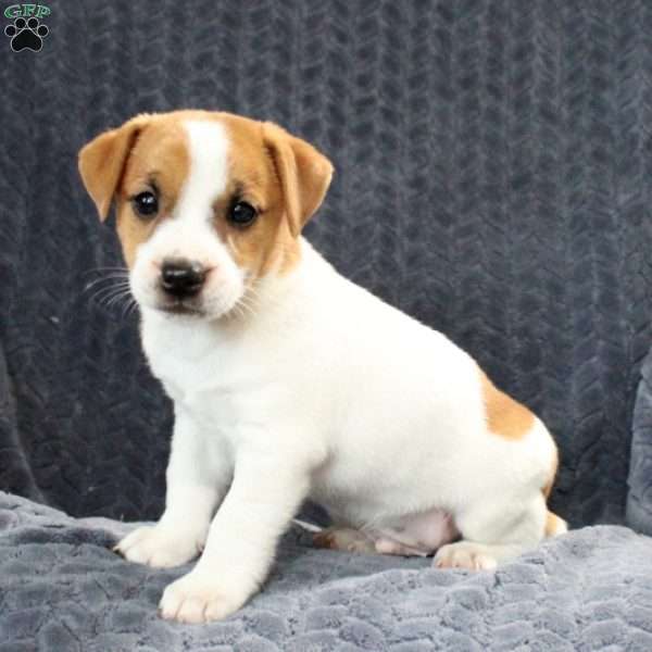 Huston, Jack Russell Terrier Puppy